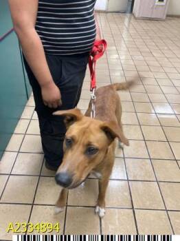 FREYA -  Mixed Breed Dog for Adoption in West Palm Beach, Florida - FREYA | PetCurious