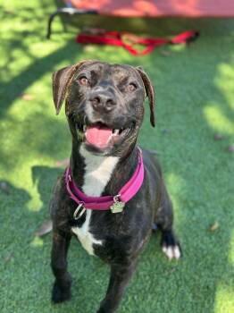 Labrador Retriever and Hound Dogs Available for Adoption - Razzy | PetCurious