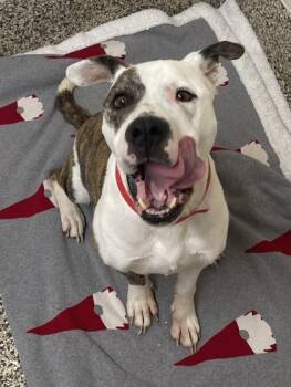 Pit Bull Terrier and Mixed Breed Dogs Available for Adoption in Westland, Michigan - Gigi | PetCurious