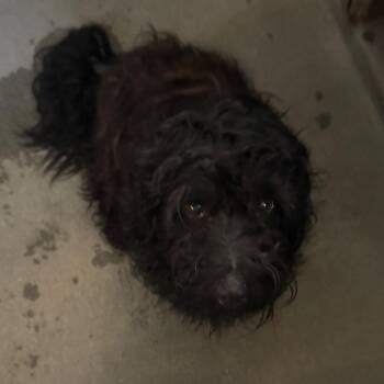 Oso A2276542 -  Terrier Dog for Adoption in Los Angeles, California - Oso A2276542 | PetCurious
