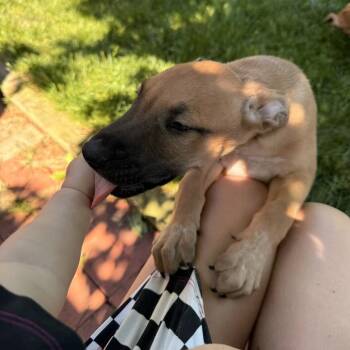 Mixed Breed Dogs Available for Adoption in Wheeling, Illinois - Roquefort | PetCurious