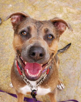 Rescue Pit Bull Terrier Dogs for Adoption in Phoenix, Arizona - Jessa (Courtesy Post) | PetCurious
