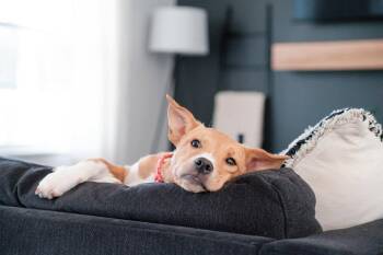 Mixed Breed Dogs Available for Adoption in St. Stephen, New Brunswick - Private Adoption - Daisy | PetCurious