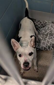 Staffordshire Bull Terrier and Mixed Breed Dogs Available for Adoption in Houston, Texas - A2076593 | PetCurious