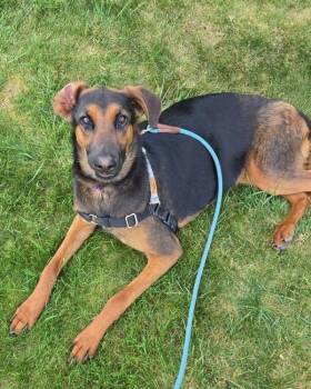 Charlotte -  German Shepherd Dog and Doberman Pinscher Dog for Adoption in Novato, California - Charlotte | PetCurious
