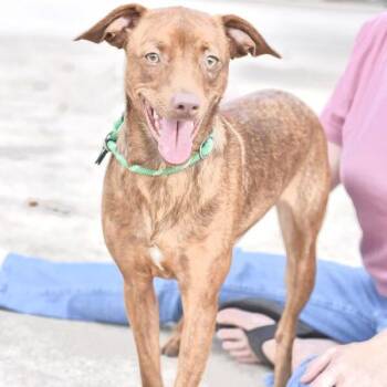 Sadie -  Chihuahua and Terrier Dog for Adoption in Conroe, Texas - Sadie | PetCurious