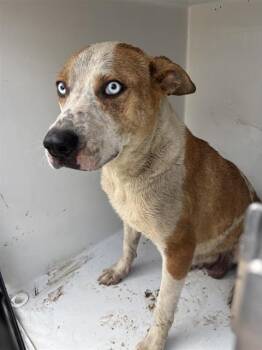 A657269 -  Australian Cattle Dog Blue Heeler and Mixed Breed Dog for Adoption in Houston, Texas - A657269 | PetCurious