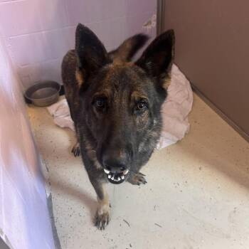 Noah 9618 -  Shepherd Dog for Adoption in Loxahatchee Groves, Florida - Noah 9618 | PetCurious