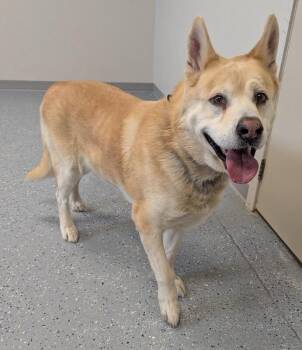 Akita and Husky Dogs Available for Adoption - Major | PetCurious