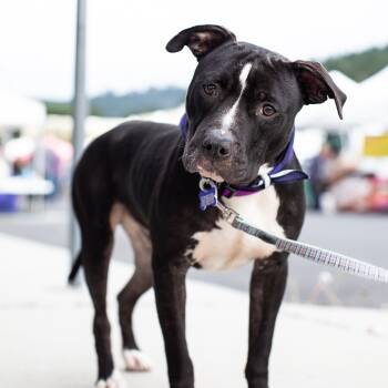 Rescue American Staffordshire Terrier Dogs for Adoption in Pacifica, California - Gizmo | PetCurious