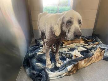 MR. PIBB -  Labrador Retriever Dog for Adoption in Tustin, California - MR. PIBB | PetCurious
