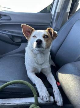 Terrier and Mixed Breed Dogs Available for Adoption in Stockton, California - MR.NUGENT | PetCurious