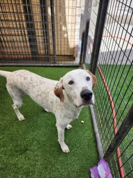 Mack -  Pointer Dog for Adoption in Hopkinsville, Kentucky - Mack | PetCurious
