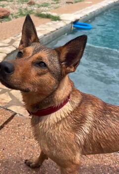 German Shepherd Dog Dogs Available for Adoption in Pflugerville, Texas - Hazel | PetCurious