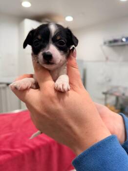 Chihuahua Dogs Available for Adoption - Pup 1 | PetCurious