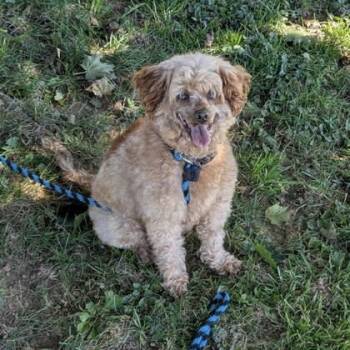 Nikki -  Miniature Poodle Dog for Adoption in Philadelphia, Pennsylvania - Nikki | PetCurious