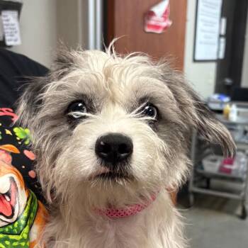 Terrier Dogs Available for Adoption - Creamer | PetCurious