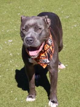 Rescue Mixed Breed Dogs for Adoption in Athens, Georgia - Rocco | PetCurious