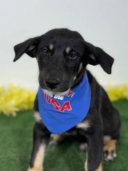 Rottweiler and Labrador Retriever Dogs Available for Adoption in Carlsbad, California - Gino | PetCurious