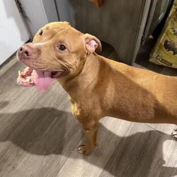 Rocco -  Mixed Breed Dog for Adoption in Wappingers Falls, New York - Rocco | PetCurious