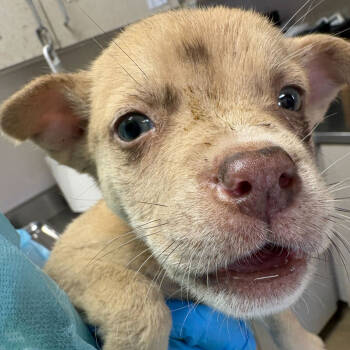 Rescue American Staffordshire Terrier Dogs for Adoption in San Antonio, Texas - Dr.Doofenshmirtz | PetCurious