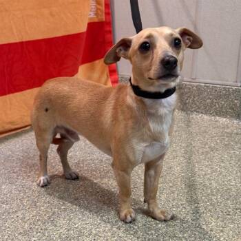 Chowder - Chino Hills Location -  Chihuahua and Dachshund Dog for Adoption in Chino Hills, California - Chowder - Chino Hills Location | PetCurious