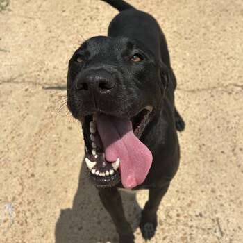 Riley -  Labrador Retriever and Mixed Breed Dog for Adoption in West Point, Mississippi - Riley | PetCurious