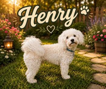 Henry -  Poodle Dog for Adoption in Tulsa, Oklahoma - Henry | PetCurious