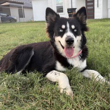 Daisy -  Border Collie and Husky Dog for Adoption in Harlingen, Texas - Daisy | PetCurious