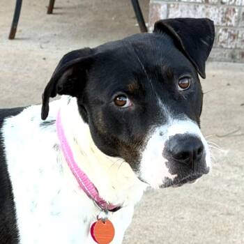 Mountain Cur and Labrador Retriever Dogs Available for Adoption - Cookie | PetCurious