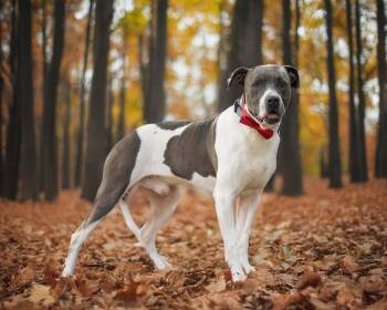Labrador Retriever and American Staffordshire Terrier Dogs Available for Adoption - Bluey | PetCurious