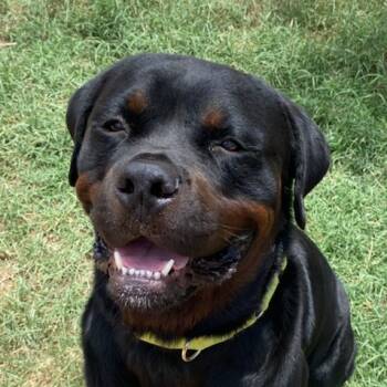 Romeo -  Rottweiler Dog for Adoption in Phoenix, Arizona - Romeo | PetCurious