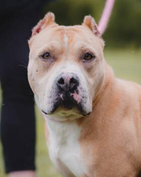 Athena -  Pit Bull Terrier Dog for Adoption in Springfield, Illinois - Athena | PetCurious