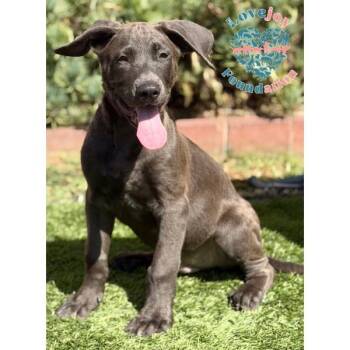 Toe COH -  Labrador Retriever Dog for Adoption in Inglewood, California - Toe COH | PetCurious