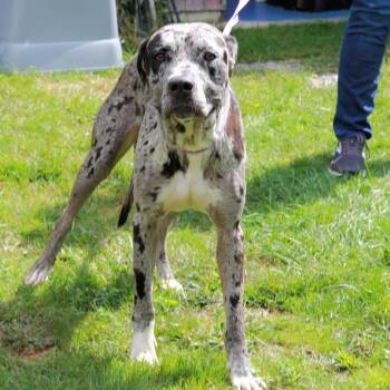 CT Gargoyle -  Great Dane and Mixed Breed Dog for Adoption in Eastford, Connecticut - CT Gargoyle | PetCurious