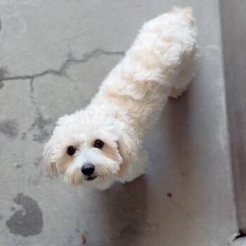 King A2292274 -  Maltese Dog for Adoption in Los Angeles, California - King A2292274 | PetCurious
