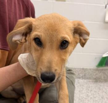 Border Collie Dogs Available for Adoption in Golden, Colorado - Iris | PetCurious
