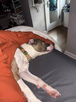 Ceres -  Mixed Breed Dog for Adoption in Cincinnati, Ohio - Ceres | PetCurious