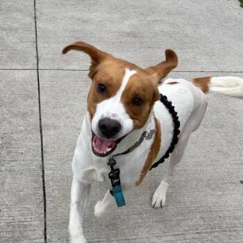 Mixed Breed Dogs Available for Adoption in Mount Pleasant, South Carolina - Sebastian | PetCurious