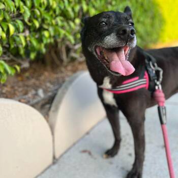 Rescue Cattle Dog Dogs for Adoption in Fort Pierce, Florida - Maddie | PetCurious