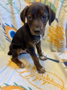 Drayco -  Plott Hound Dog for Adoption in Clarksville, Tennessee - Drayco | PetCurious