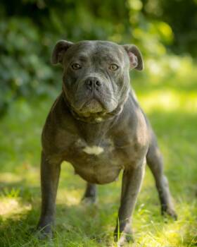 CLOUD (0065) -  American Bully Dog for Adoption in Bridgeport, Connecticut - CLOUD (0065) | PetCurious