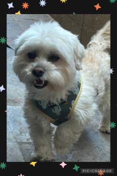 Affenpinscher and Lhasa Apso Dogs Available for Adoption in Santa Ana, California - Alfie | PetCurious