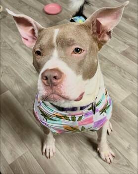 Pit Bull Terrier Dogs Available for Adoption - Cheery | PetCurious