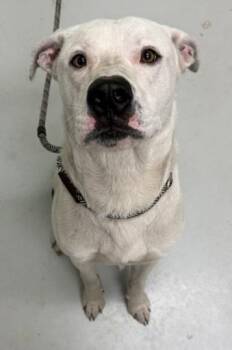 Mixed Breed Dogs Available for Adoption in Savannah, Georgia - George | PetCurious