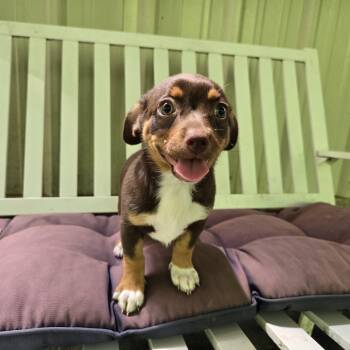 Polly -  Chihuahua and Australian Shepherd Dog for Adoption in Mansfield, Texas - Polly | PetCurious