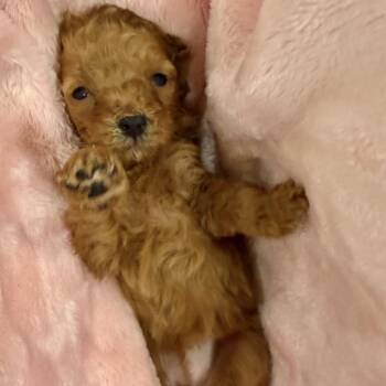 Sponge Bob -  Poodle and Mixed Breed Dog for Adoption in Sacramento, California - Sponge Bob | PetCurious