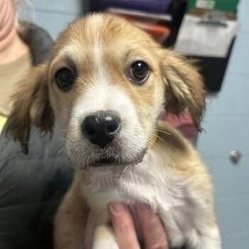 Willow -  Mixed Breed Dog for Adoption in Dekalb, Illinois - Willow | PetCurious