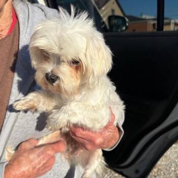 Rosie Wood -  Maltese Dog for Adoption in Normal, Illinois - Rosie Wood | PetCurious
