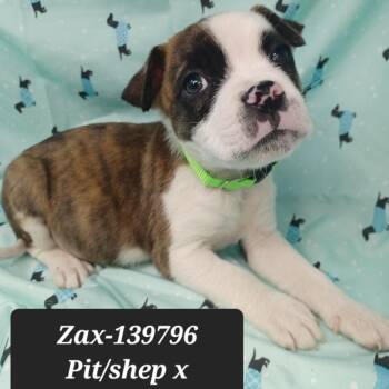 Shepherd and Pit Bull Terrier Dogs Available for Adoption - Zax | PetCurious